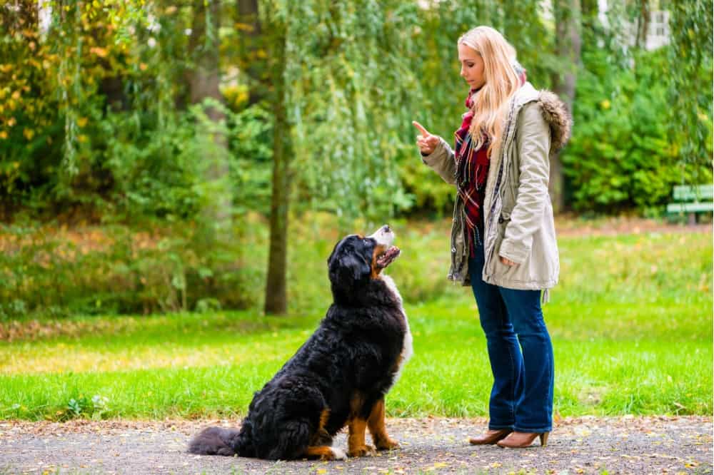 start a dog walking business